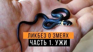 Обыкновенный и водяной ужи - Ликбез о змеях #1 / Как отличить ужа от гадюки? / Grass snake