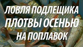 УСПЕШНАЯ РЫБАЛКА ОСЕНЬЮ В ДОЖДЛИВУЮ ПОГОДУ НА ПОПЛАВОЧНУЮ УДОЧКУ