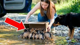 DRIVER THREW AWAY 12 PUPPIES FROM HIS DOG, AND SOMETHING SURPRISING HAPPENED!