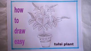 how to draw a tulsi plant easy/tulsi plant drawing