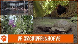 Floris op de Orchideeënhoeve! | DierenpraatTV