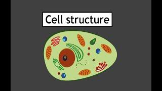 Cell Structure Section 3- Fungal and Bacterial Cells