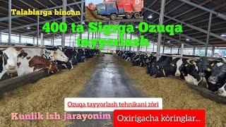 400 ta zotdor sigrlargaga ozuqa tayyorlash.  #zotdor #sigrlar #simmental #mollar #buzoqlar