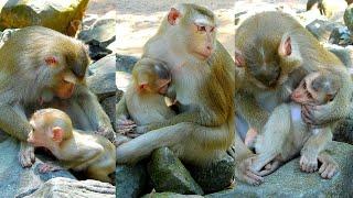 Lovely Luno monkey takes it easy while mum nursing, Smart monkey Luno and Luna mum grooming.