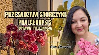 Przesadzam storczyki Phalaenopsis. Pielęgnacja i uprawa w domu storczyków hybrydowych.