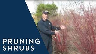 How to Prune a Shrub