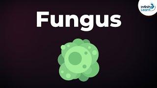 Introduction to Fungus | Microorganisms | Biology | Don't Memorise