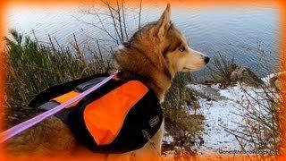 Backpacking with your Dog!  How to Wear Out a Siberian Husky - Outward Hound Backpack