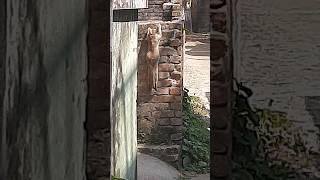 Cats Amazing jump on wall || Apurba's Creation