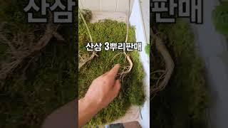 산삼3뿌리가격?