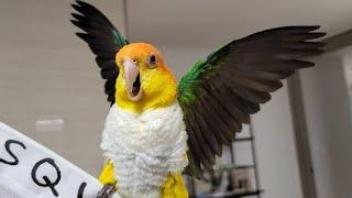 White Bellied Caique Parrot Funny Videos | Parrot Talking | Parrot Videos | Funny Videos