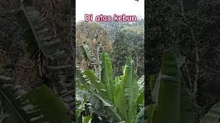 Menikmati kebun penuh aroma