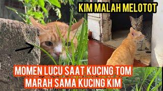 Kucing Tom Kaki 2 Trauma Lihat Kucing Kim Kaki 3 Langsung Marah-Marah..!