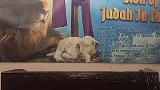 Church of God Lion Of Judah In Christ. is live!