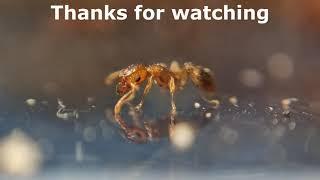 Tetramorium Bicarinatum Ep-4 More expansion.