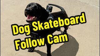 Doggy Cam X Skateboarding.  Dave the dog loves chasing skateboards with his Gopro