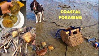 BIG OYSTERS , Scallops & Razor Clams , Coastal foraging with my PUPPY ! Catch & Cook