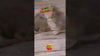 Gundi Squabble