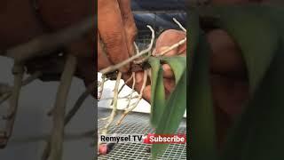 Replanting orchids, Orchid care, Orchid For Beginners, Most beautiful orchids, Repotting orchids