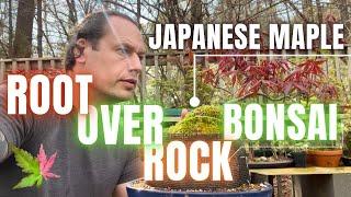 Deshojo & Nishiki Gawa Root Over Rock Japanese Maple Bonsai