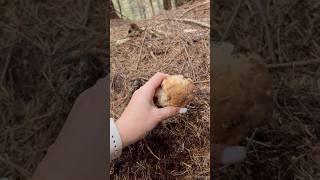 Hard to pull out | Mushroom # #porcinimushrooms #grzyby #boletus #білігриби #pilze #boletusedulis