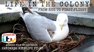 Life In The Colony - The life of the Herring Gull - From egg to first flight