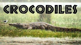 All About Crocodiles for Kids: Crocodiles of the World for Children - FreeSchool