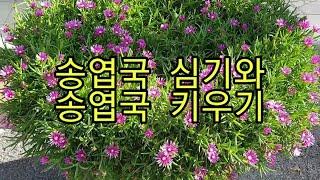 ️송엽국 심기와 키우기(과정) [How to plant Lampranthus spectabilis and how to grow]