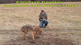 Coyote Trapping 2022, Season 2 Ep.17, (Must See) Showing 4 Catches, #Topdog #Coyote #Trapping