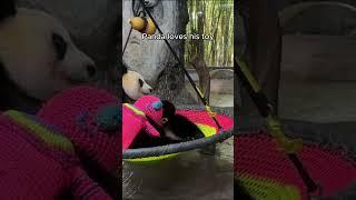 Panda loves his toy #panda #cutepanda #cuteanimals #cute