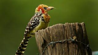 Dhiirran ( red and white barbet) Somali wildlife. Duur joog