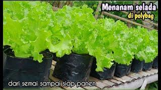 Menanam selada di polybag