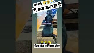 Dog funny dance /कुत्ता का डांस वीडियो#shorts #funny #animals #dog #prickly #bagad dog#comedy#vlog