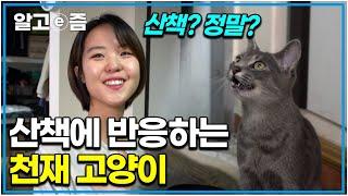 "개처럼 산책에 반응 고양이가 있다?" 하루 한 번 동내 마실 산책 나가는 신기한 천재 개냥이와 집사의 이야기｜고양이를 부탁해｜알고e즘