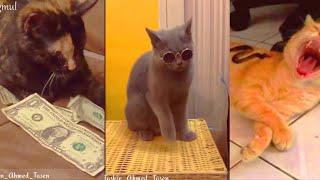 Funny Cat / Viral Videos/Tik Tok/مضحك القط فيديو الفيروسية/madhak alqati fidyu alfirusia/逗猫病毒视频/