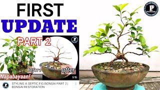 FIRST UPDATE FOR STYLING A SEPTIC FIG BONSAI PART 2 | pilingero