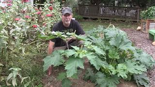 Datura: Moonflower, Devils Trumpet, Jimsonweed, Thornapple.