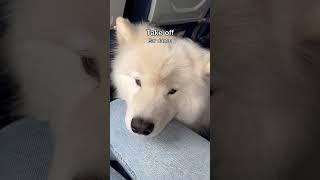 What would you do if my dog was on your flight? | #dog #samoyed #shorts #servicedog