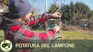 La potatura del lampone - Il contadino Nick