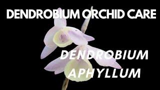 How to care for dendrobium orchid - Dendrobium aphyllum #orchid  #dendrobium #orchidcare