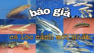 Báo Giá Cá Lóc Cảnh Mới Nhất 7/9/2023@CakiengVn