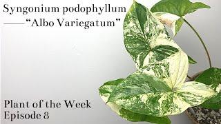 How To Care For Syngonium podophyllum “Albo Variegatum” | Plant Of The Week Ep. 8