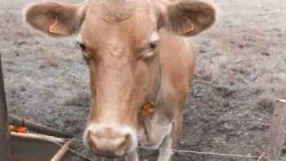 Scary Horror Film with a Scary Evil Cow