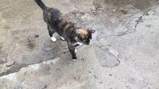 Вечер у нас во дворе ....проблема с утками !
