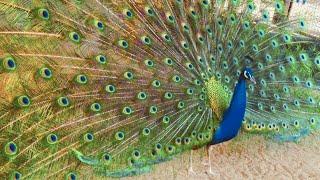 孔雀が羽根を広げる瞬間 Peacock Opening  Feathers