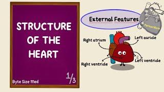 External Structure of the Heart | Layers and Surfaces | Cardiac Anatomy | Anatomy Doodles