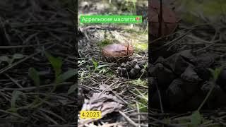 Апрельские маслята #грибы2023 #грибы #съедобныегрибы #2023