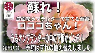 底面給水プランターで育てる薔薇ロココちゃんの下根がピンチ！　底面給水のうるオンプランターで長年薔薇を育てています。　上根と下根が有ります。下根が初めて、ヘドロ状態になりました。