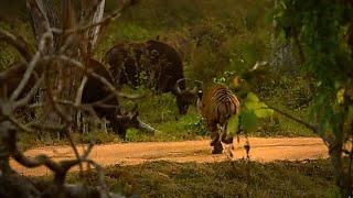 Huge male Tiger hunting Gaur (Indian Bison)