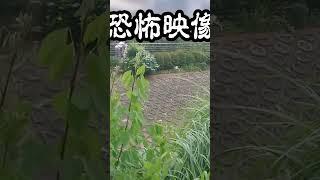 【猫】【閲覧注意】【恐怖映像】